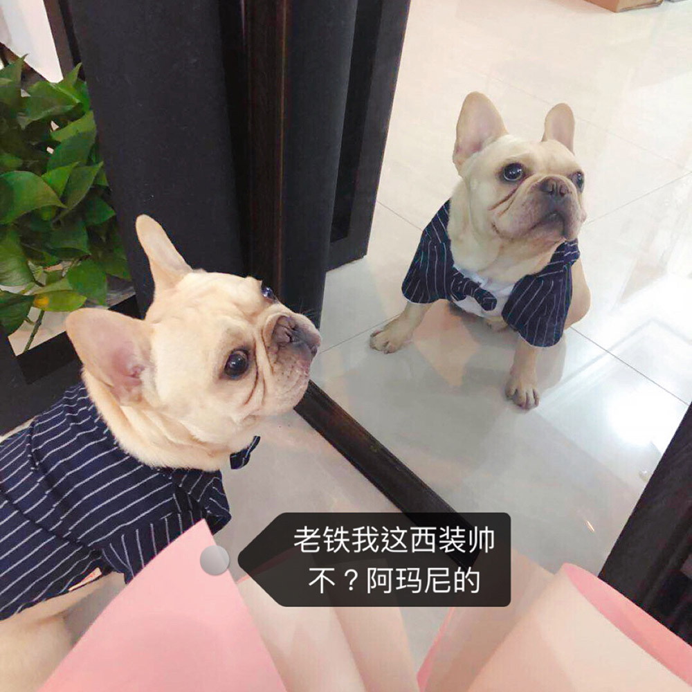 狗狗衣服泰迪春秋薄款西装礼服法斗西服巴哥斗牛犬的四脚宠物春装