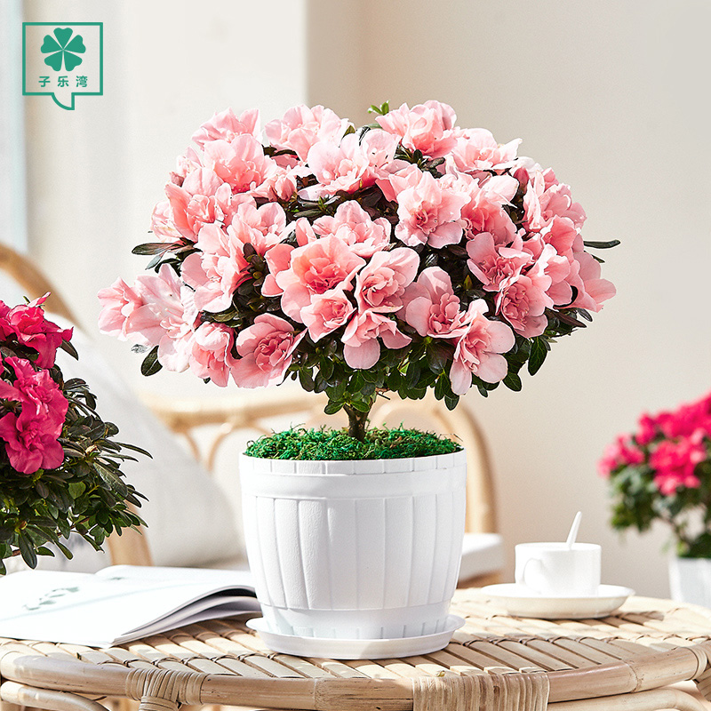 杜鹃花盆栽植物室内带花好养的花常年四季开花不断花卉观花植物
