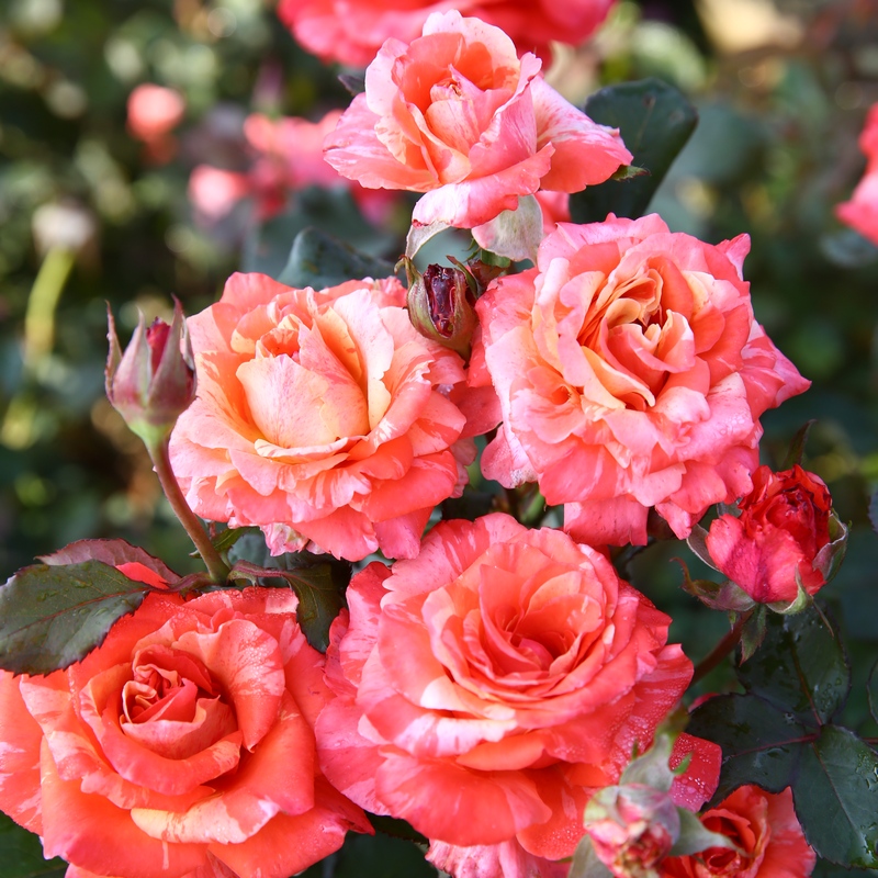 【天狼】快乐橙色成品美植袋苗月季阳台盆栽庭院四季开花植物花卉